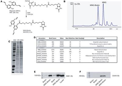 Chemical Proteomics-Guided Identification of a Novel Biological Target of the Bioactive Neolignan Magnolol